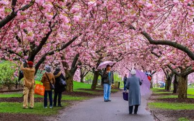 بهترین مکان‌های مونترال برای تماشای شکوفه‌های گیلاس