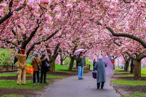 بهترین مکان‌های مونترال برای تماشای شکوفه‌های گیلاس
