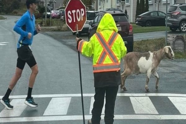 قهرمان کوچولوی نیمه ­‌ماراتن نیوفاندلند؛ بزی که همه را شگفت‌زده کرد