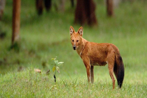 مشاهده نادر سگ‌های وحشی آسیایی (دهول‌ها) در منطقه چینچولی