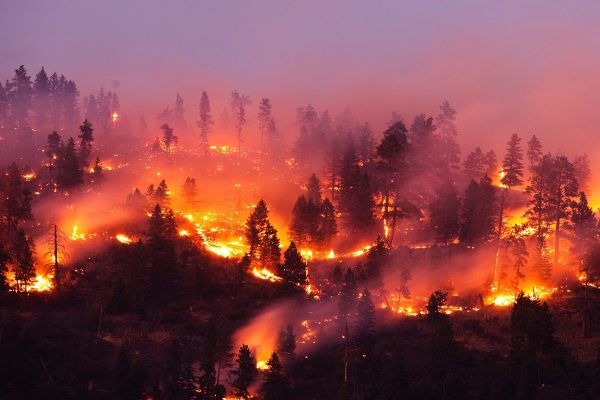 تعداد قربانیان آتش سوزی جنگلی هاوایی به ۸۰ نفر رسید