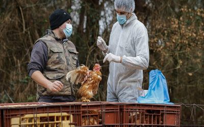 شناسایی آنفلوآنزا مرغی در مرغدارهایی تجاری غرب کبک