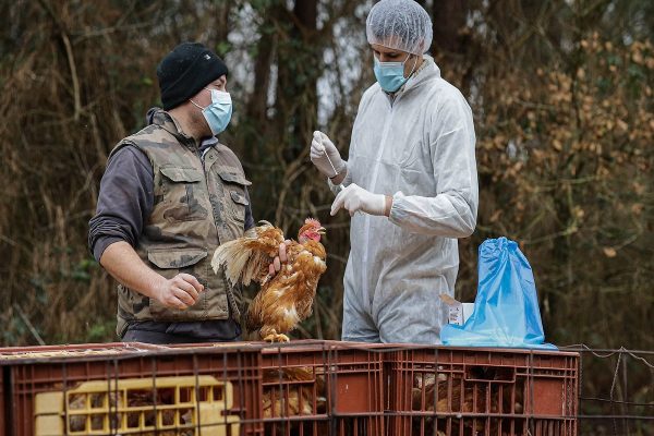 شناسایی آنفلوآنزا مرغی در مرغدارهایی تجاری غرب کبک شناسایی آنفلوآنزا مرغی در مرغدارهایی تجاری غرب کبک