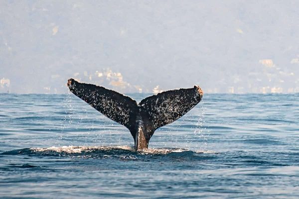 نهنگ گوژپشت مونترال نهنگ گوژپشت مونترال