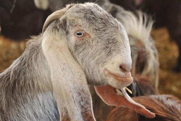 یک بُز در امریکا شهردار افتخاری شد