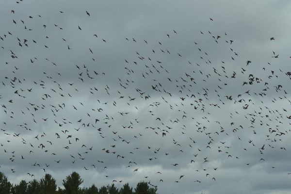 مشاهده پرندگان عظيم‌الجثه در آسمان انتاريو