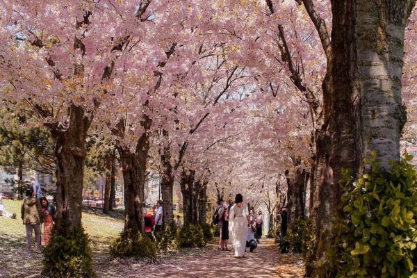 نمای زيبای شكوفههای گيلاس اين هفته در تورنتو نمای زيبای شكوفههای گيلاس اين هفته در تورنتو