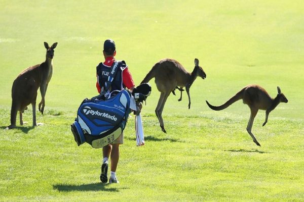 هجوم تعداد زیادی از کانگوروها به یک زمین گلف در استرالیا