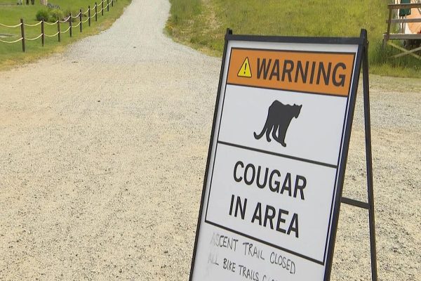 صدور هشدار عمومی در پی حمله شیر کوهی در بریتیش کلمبیا صدور هشدار عمومی در پی حمله شیر کوهی در بریتیش کلمبیا