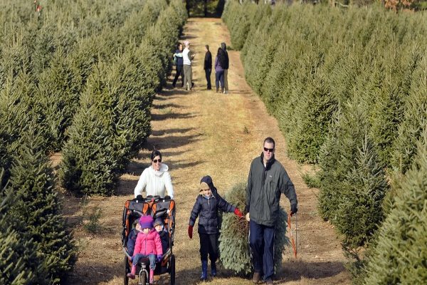 مزايای درخت كريسمس طبیعی مزايای درخت كريسمس طبیعی