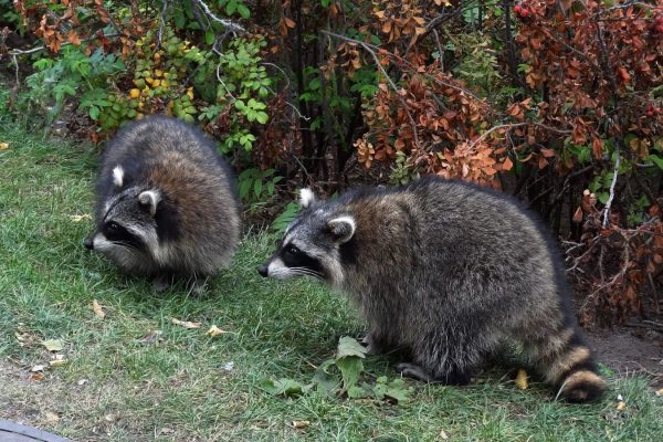 هشدار وزارت محیط زیست کبک در رابطه با هاری راکون‌ها