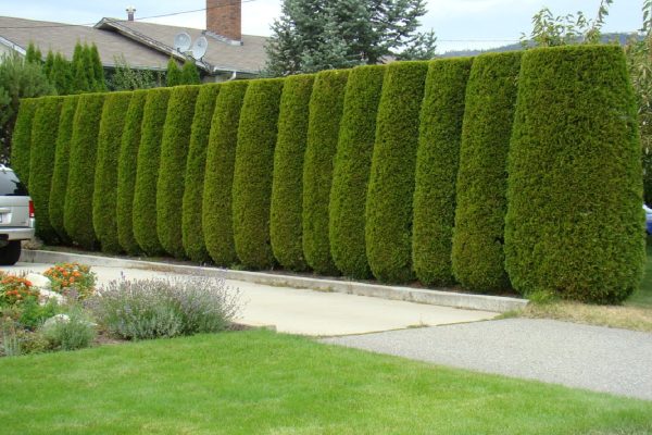 همسایه تخریبگر ۱۵۰ هزار دلار جریمه شد