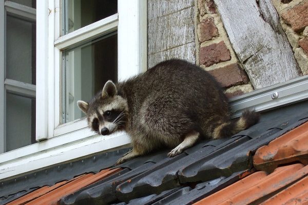 راکون عامل قطع برق بخش بزرگی از مرکز شهر تورنتو شناخته شد