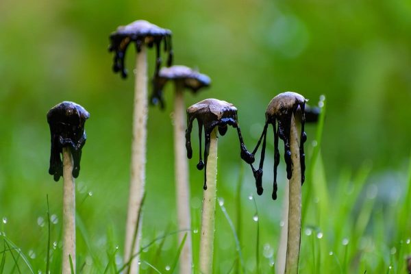 کدام محصولات کشاورزی آمریکایی بیشترین آفت کش‌ها را دریافت می‌کنند؟