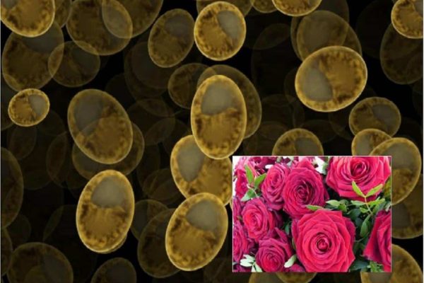 880x495_cmsv2_74fad758-3523-5c68-a507-b6cb0b3a9830-3755244 دانشمندان مخمر هایی با عطر گل رز تولید کردند
