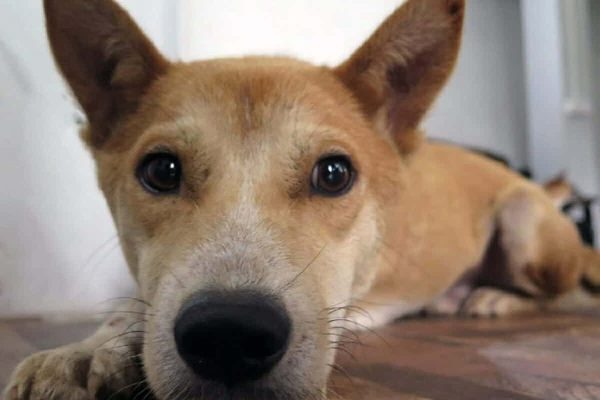 گوشت سگ گوشت سگ