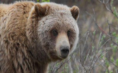 حمله مرگبار یک خرس به هنرمند فرانسوی در شمال کانادا