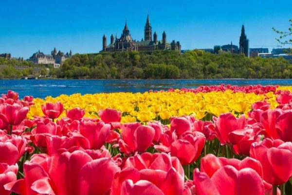 جشنواره گل لاله اتاوا