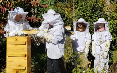 چرا تولید عسل زنبورها نسبت به قبل کاهش یافته است؟