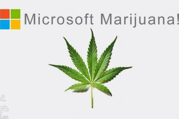 Microsoft-Marijuana