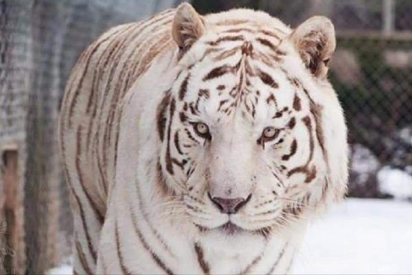 Oaklawn ببر سفید