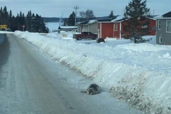 SEals مرگ فُکها ی سرگردان در شمال نیوفاندلند