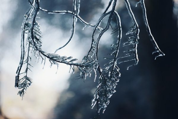 در طی طوفان یخی کبک، بیش از ۹۰۰ درخت واژگون شدند