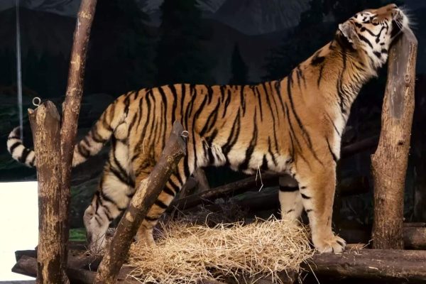 توله ببر آمور در باغ وحش تورنتو