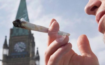 ماری‌جوانا شاه‌دانه گزارش کامل قانونی شدن آن در کانادا
