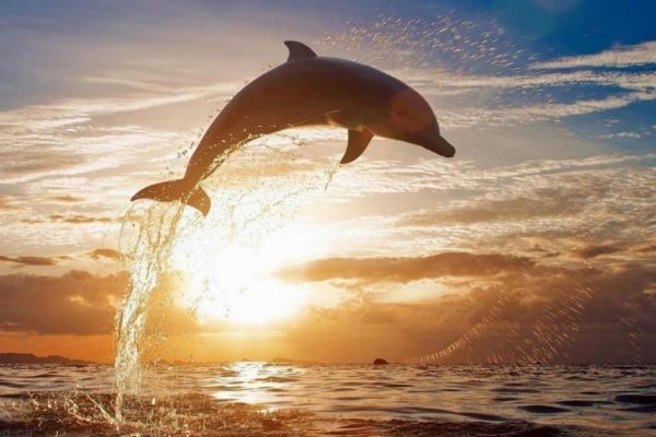 dolphin