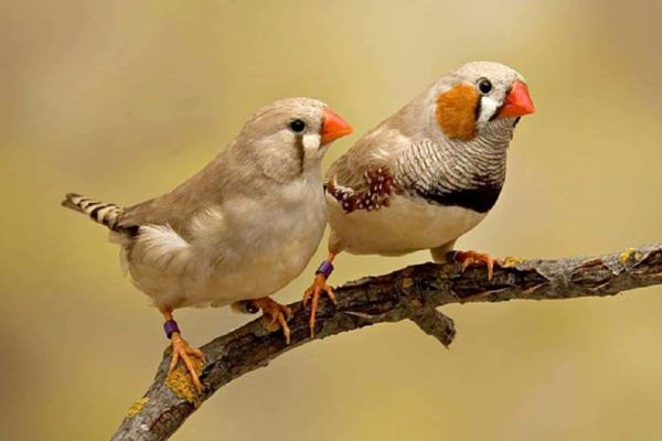 دستکاری مغز فنچ‌ها