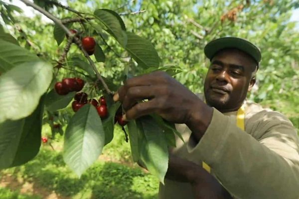 ضایعات مواد غذایی کانادا