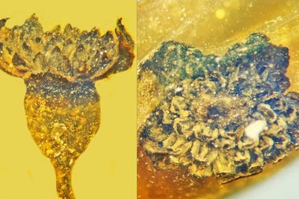 اخبار کوتاه جهان