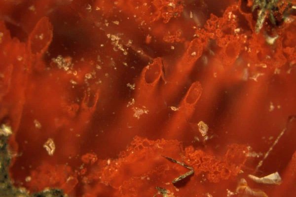 کشف فسیل کشف فسیل