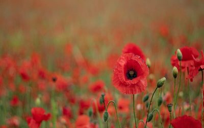 روز بزرگداشت قهرمانان جنگ را از یاد نمی‌بریم Remembrance Day + (ویدیو)