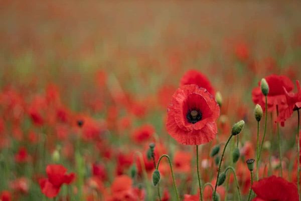 روز بزرگداشت قهرمانان جنگ را از یاد نمی‌بریم Remembrance Day + (ویدیو)