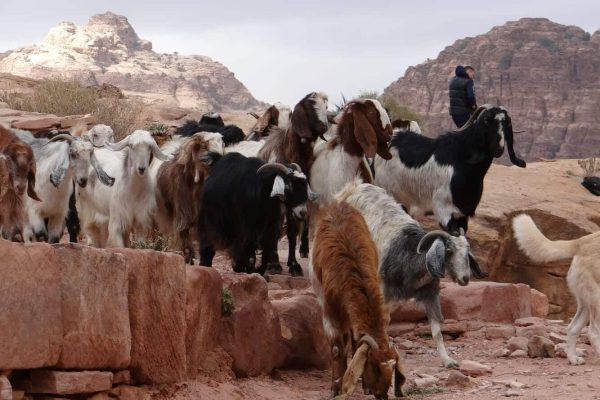 بزها اولین بار در زاگرس اهلی شدند