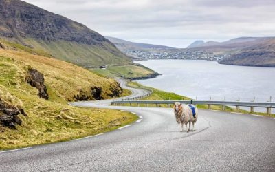 google-street-view-sheep-faro