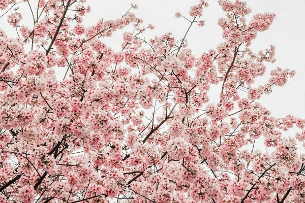 شکوفه های گیلاس تورنتو