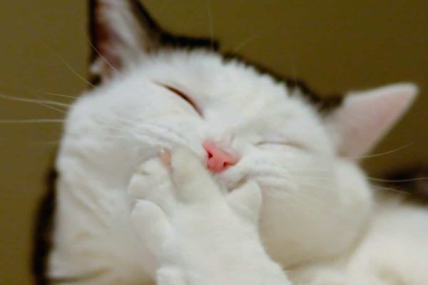 سیگنال خنده حیوانات