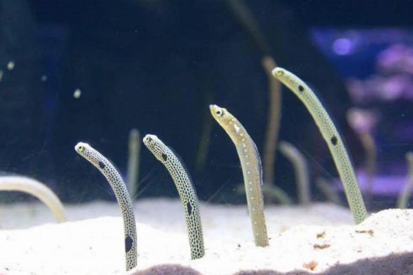 آکواریوم ژاپنی آکواریوم ژاپنی