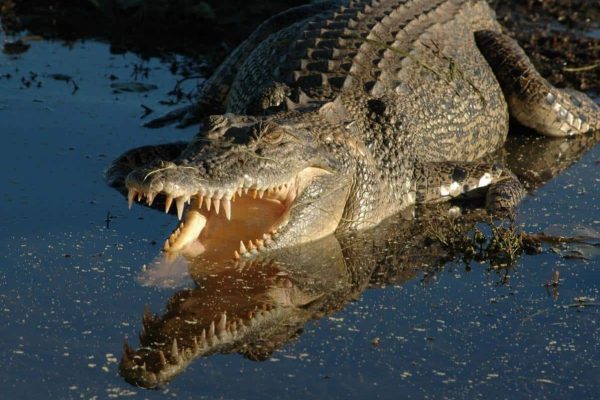 پسر بچه 10 ساله فیلیپینی طعمه تمساح شد پسر بچه 10 ساله فیلیپینی طعمه تمساح شد