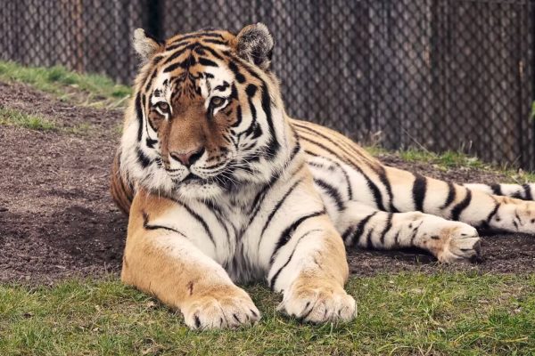 مرگ توله ببر سیبری در باغ وحش تورنتو