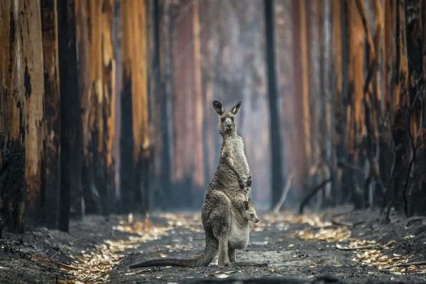 مک آرتور، عکاس کانادایی برنده مسابقه عکاسی COP26 شد