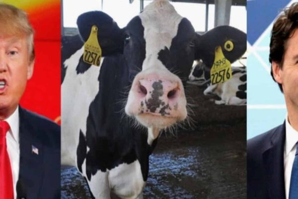 دامداری کانادا