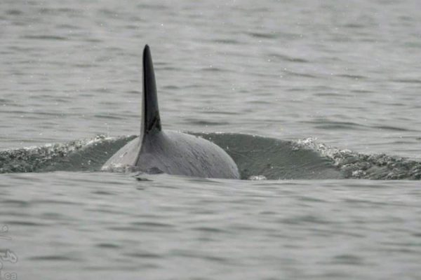 whale J50 نهنگ های قاتل