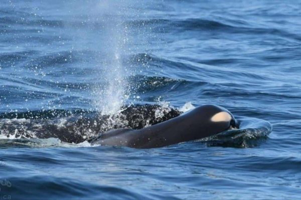 whale-orca-dead-baby نهنگ مادر