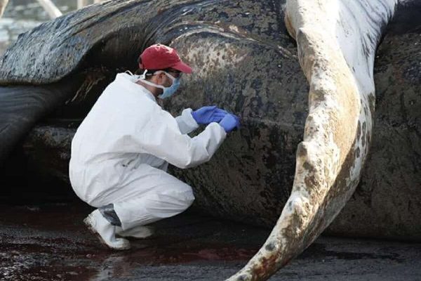 نهنگ گوژپشت مونترال نهنگ گوژپشت مونترال