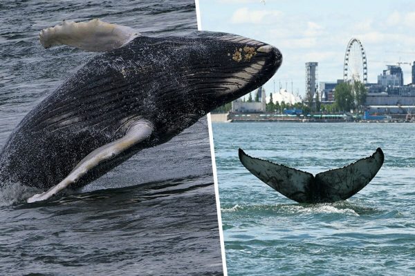 نهنگ گوژپشت در مونترال نهنگ گوژپشت در مونترال