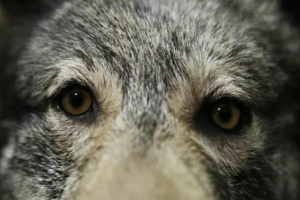 اخبار کوتاه کانادا اخبار کوتاه کانادا